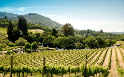 Before you buy a winery because your friends all have one, read this!